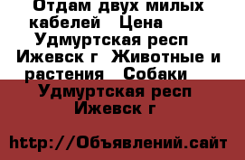 Отдам двух милых кабелей › Цена ­ 10 - Удмуртская респ., Ижевск г. Животные и растения » Собаки   . Удмуртская респ.,Ижевск г.